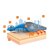 Футболка з довгим рукавом Brubeck Thermo LS13100A lavender S (LS13100a-lavender-s), Розмір: S, Зріст: 158-164 см, зображення 4
