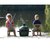 Керамический угольный гриль Big Green Egg Mini Max комплект 119650, изображение 11